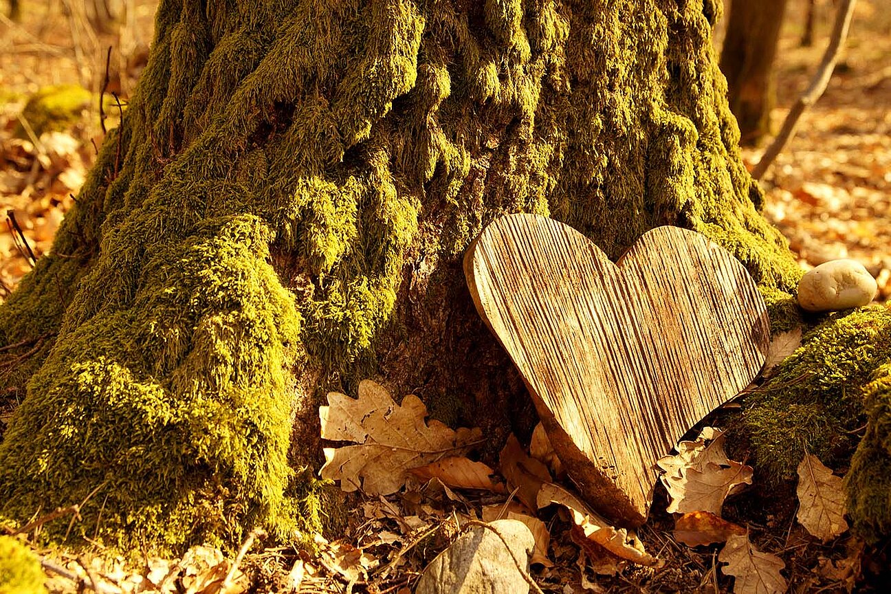 Waldbestattung im Ruheforst Waldbestattung im Ruheforst